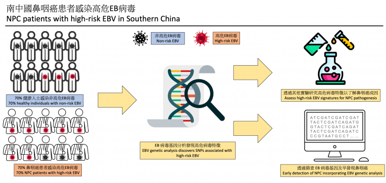 HKUMed research finds that 70% nasopharyngeal cancer patients in Southern China harbor high-risk EBV.
 